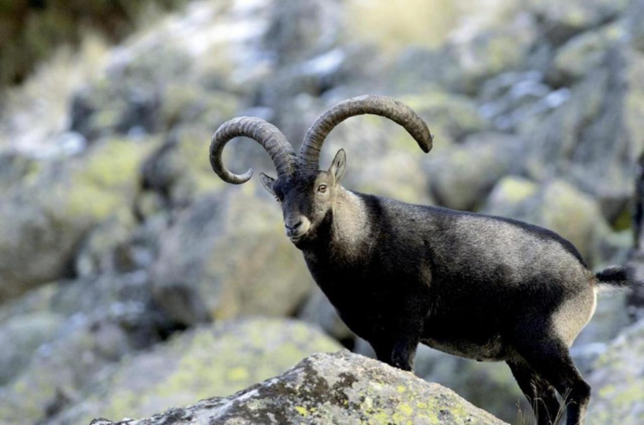 El Desvan De Gredos Navarredonda de Gredos Εξωτερικό φωτογραφία